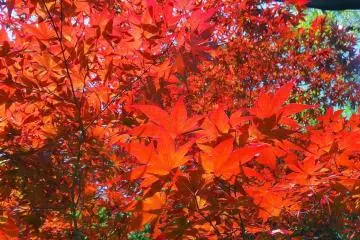 <p>โมะมิจิ (momiji) ต้นเมเปิลญี่ปุ่น</p>