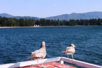 <p>On the return trip you will see a few more seagulls on the boat, and again may not think anything of it</p>