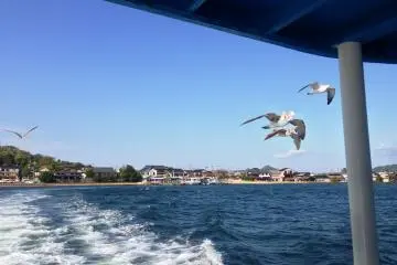 <p>The seagulls tries to catch the ferry on the way back</p>