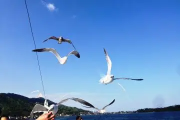 <p>Passengers are feeding the seagulls with Calbee Shrimp or Prawn Cracker Sticks</p>