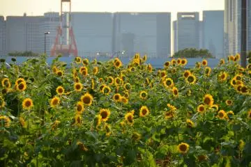Odaiba: Tokyo Wonderland