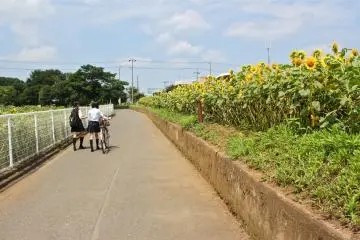 Salah satu jalur yang berdekatan dengan ladang bunga matahari di tempat Kurihara, Zama