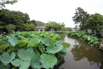 <p>There is a fairly large lake nearby with many plants, flowers and leaves. I also caught a glimpse of a large turtle in the water but not in time to take its photo.&nbsp;</p>