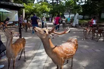 Tōdai-ji, Rusa Dan Taman di Nara