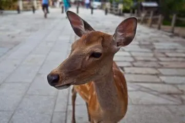 Rusa-rusa ini ramah dan tidak malu dengan kamera