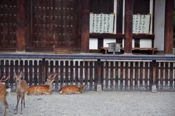 Sekumpulan rusa nongkrong di luar Kuil Todaiji