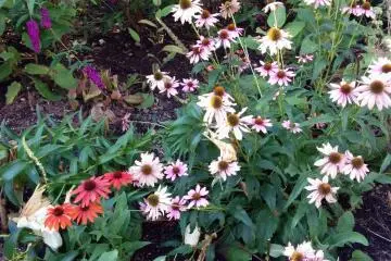 <p>Surprise, more flowers</p>