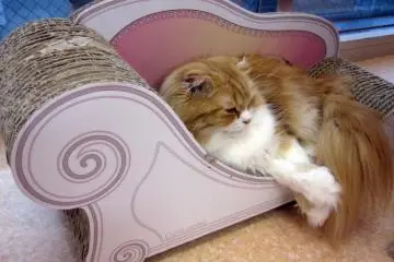 <p>Un chat se pr&eacute;lassant sur un sofa</p>