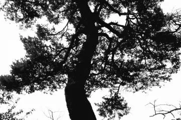 <p>Ada pohon-pohon pinus menakjubkan dimana-mana</p>