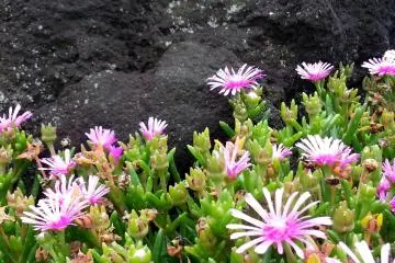 <p>Small pink flowers blooming near the rocks</p>
