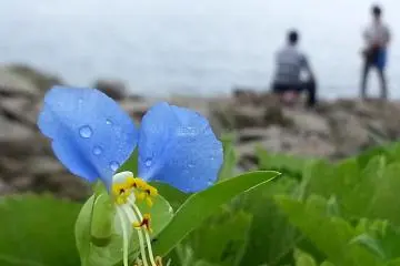 Flowers on Rocky Cliffs of Tojinbo 