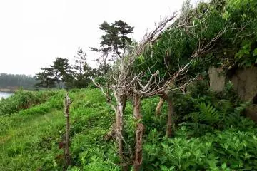 <p>Windblown trees stand strong on the cliff side</p>