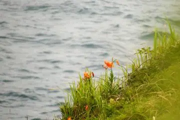 <p>Found orange lilies on the cliff side swaying in the strong wind</p>