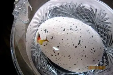 DAY 2: OK, there's a crack at the top of the egg. I can see SOMETHING...How exciting!