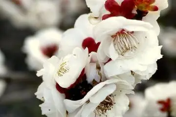 <p>I love the sweet, spicy fragrance of plum blossom</p>
