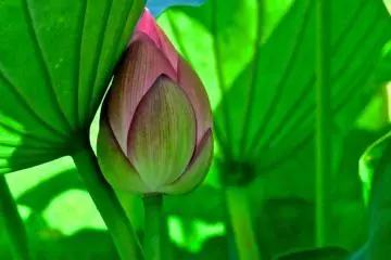 <p>ดอกและใบบัวที่สวนอุเอโนะ</p>