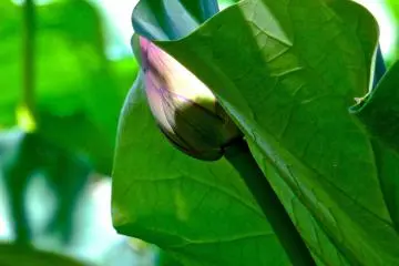 <p>ดอกบัวที่แอบซ่อนตัวอยู่ ที่สวนอุเอโนะ</p>