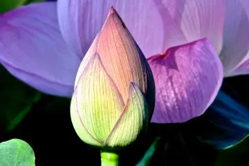 <p>บัวสองดอกเคียงคู่กันที่สวนอุเอโนะ</p>