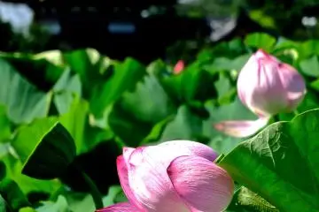 <p>ดอกบัวมีเก๋งจีนอยู่ด้านหลังที่สวนอุเอโนะ</p>