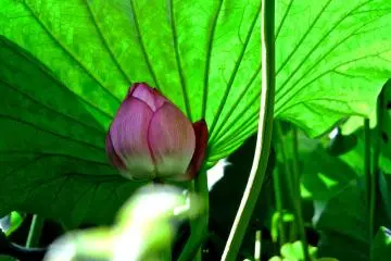 <p>ใบของบัวญี่ปุ่นมีลักษณะกว้าง กลม และอ่อนนุ่ม ที่สวนอุเอโนะ</p>