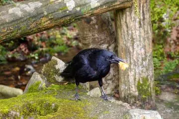 <p>A black raven</p>
