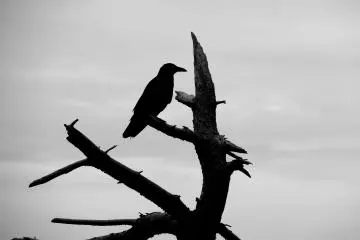 Lone crow perched on a tree branch