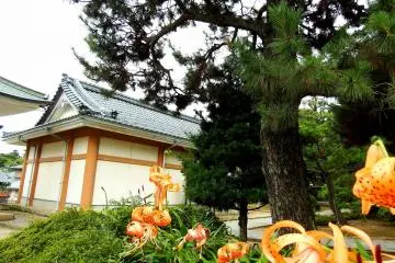 <p>Orange lilies under a pine tree, and the orange pillars of a temple building</p>