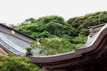 <p>Temple roofs in lush green</p>