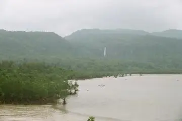 Mangroves along the river - looks a bit like Jurassic Park?