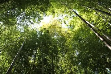 <p>Standing in the middle of the gorgeous bamboo grove</p>