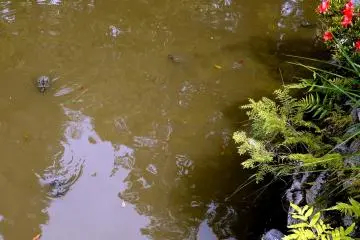 Turtles swim in the pond