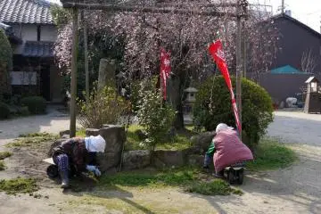 <p>Gardeners at work around a weeping cherry</p>