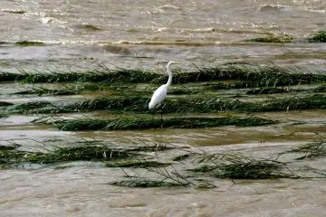 <p>Many water birds can be seen along the river</p>