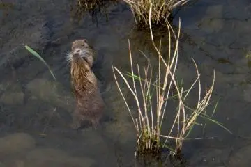 <p>Birds are not the only wildlife present</p>