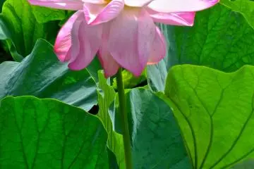 <p>บัวสีชมพูงดงามที่ศาลเจ้าฮาชิแมนกุ คามาคุระ</p>