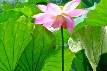<p>ดอกบัว ใบบัว และธงที่อยู่ด้านหลัง ที่ศาลเจ้าฮาชิแมนกุ คามาคุระ</p>