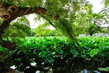 <p>มุมอันสงบงามที่ศาลเจ้าฮาชิแมนกุ คามาคุระ</p>