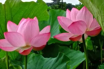 <p>Lotus and pagoda at&nbsp;Sankei-en Garden, Yokohama</p>