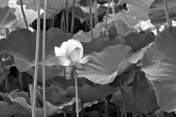 <p>Long stemmed lotus at Sankei-en Garden, Yokohama</p>