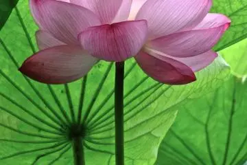 <p>Close up of a lotus and full green leaf&nbsp;at Sankei-en Garden, Yokohama</p>