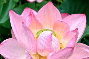 <p>One of the most beautiful lotus I have ever seen at Sankei-en Garden, Yokohama</p>