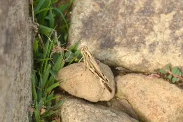 <p>Well-camouflaged.</p>