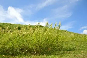 <p>Wild grasses waved in the wind.</p>