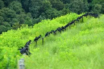 <p>Crows perched on the fence.</p>
