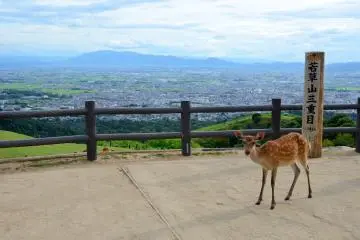 <p>A deer posed for a shot at Mount Wakakusa.&nbsp;</p>