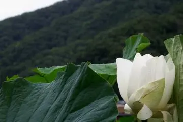 <p>ดอกบัวสีขาวที่มีภูเขาสีเขียวเข้มเป็นในฉากหลัง</p>