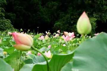 <p>สวรรค์ดอกบัวท่ามกลางธรรมชาติ</p>