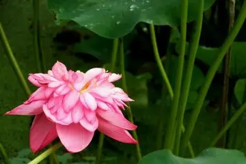 <p>ดอกบัวสีชมพูบานสะพรั่ง</p>