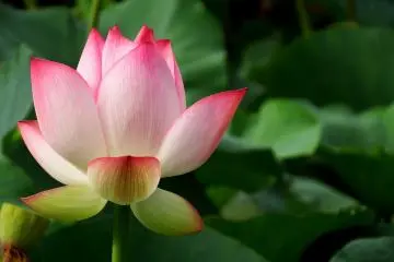 <p>ดอกบัวดอกนี้ดีใจที่พายุผ่านไปแล้ว</p>