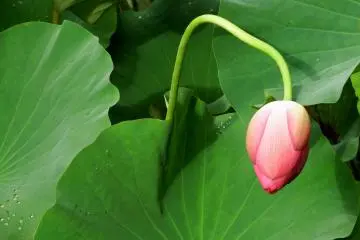 <p>ดอกบัวสีชมพูกับลำต้นโค้งไม่เหมือนใคร</p>